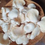 Oyster-mushroom-1024x683 (1)