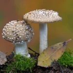 First item on the list